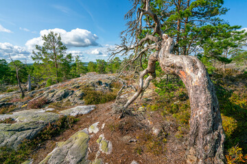 Beautiful dead tree in the middle of Segersgarde nature reservation in Sweden. Beautiful summer day in picturesque landscape of southern Sweden countryside. © Petr