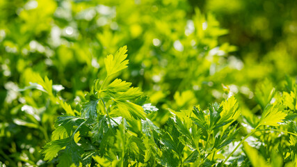 Parsley in the garden. Fresh green parsley growing in the vegetable garden