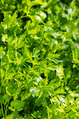 Parsley in the garden. Fresh green parsley growing in the vegetable garden