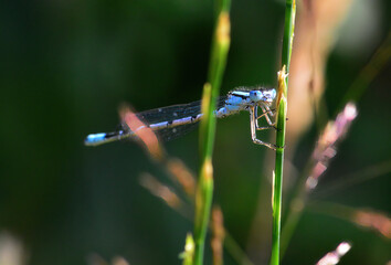 damselfly resting in the garden