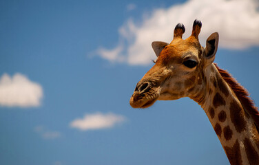 Portrait of common giraffe against blue sky with white clouds in Namibia national park