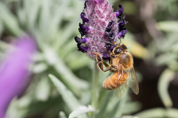 Bees on lavender