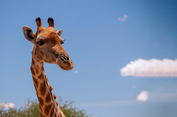 Portrait of common giraffe against blue sky with white clouds in Namibia national park