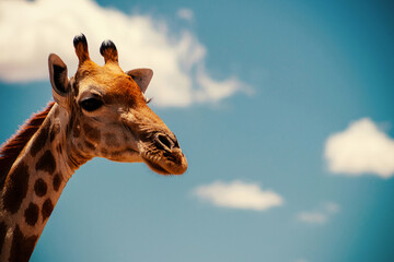 Portrait of common giraffe against blue sky with white clouds in Namibia national park