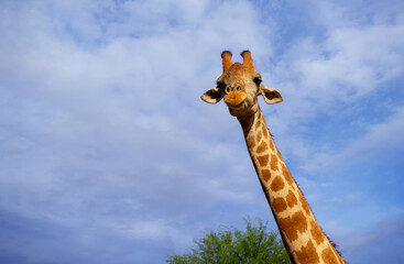 Portrait of common giraffe against blue sky with white clouds in Namibia national park