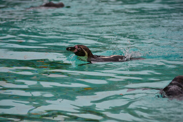 Obraz premium close up of a penguin 
