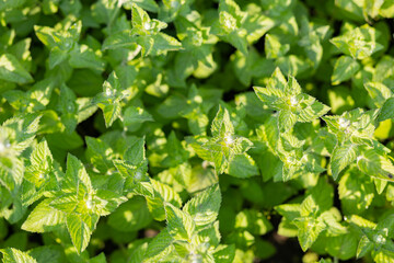 Lemon balm flowers outdoors. Shrub of fresh green mint in garden. Melissa foliage in the wild nature