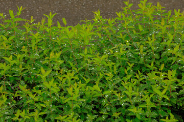 green grass background
