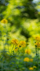 Rudbeckia. Garden yellow flowers with green leaves. Yellow flowers of rudbeckia dissected. Copy space