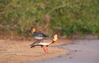 The buff-necked ibis (Theristicus caudatus)