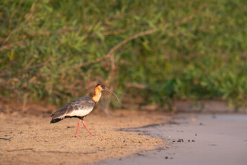 The buff-necked ibis (Theristicus caudatus)