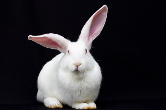 White fluffy rabbit on a black background