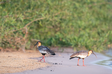 The buff-necked ibis (Theristicus caudatus)