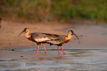 The buff-necked ibis (Theristicus caudatus)