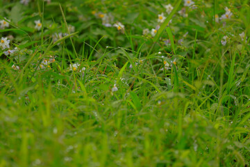 green grass background