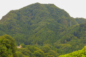 landscape with trees