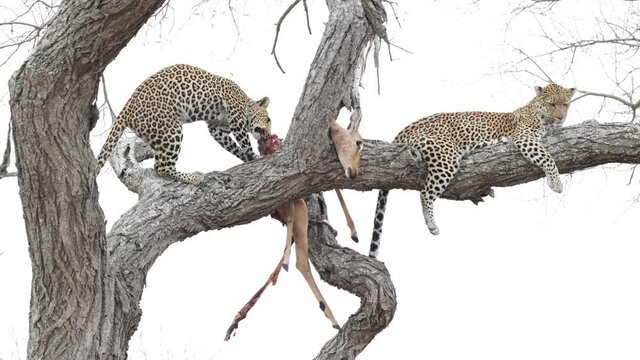 Leopard mother and cub in a tree feeding