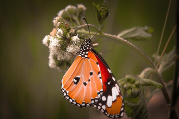 butterfly on a flower