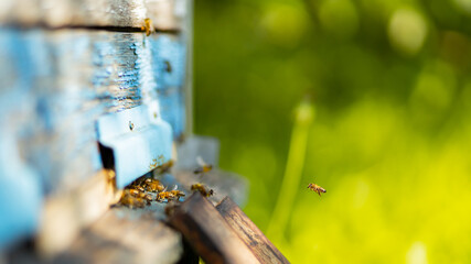 Bees fly into the hive entrance. Bees flying around beehive. Beekeeping concept. Copy space. Selective focus