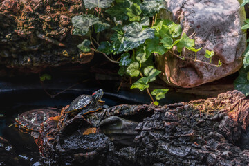 A pond with slider turtles resting by the water, a pond with fresh water. The red-eared slider turtle (Lat. Trachemys scripta) is resting, basking in the sun on the rocks by the pond on a sunny day.