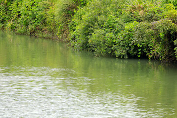 pond in the park