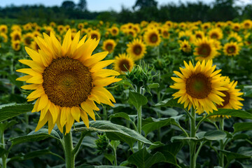 Sunflowers in the field