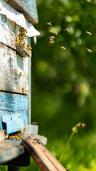Bees flying around beehive. Honey bees swarming and flying around their beehive. Beekeeping concept. Selective focus