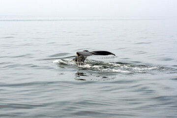 Fototapeta premium Humpback Whale Fluke - Tranquil Waters