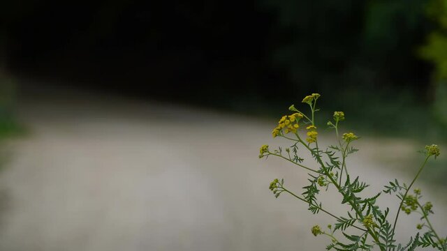 Tansy in slight breeze, flowering (Tanacetum vulgare) - (4K)