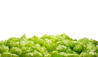 Green heap of hops cones on white background with copy space. Oktoberfest brewery concept.