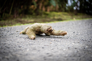 Selective focus on a sloth crossing a tropical path