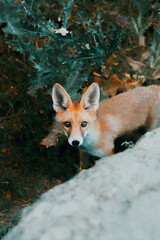 fox in the mountains in the forest
