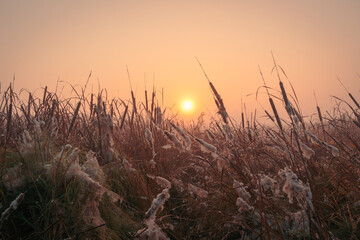Magnificent autumn misty sunrise scenery. Sun is rising over foggy morning at the scenic swamp with wet fluffy reeds.