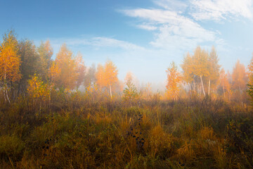 Fototapeta premium Beautiful autumn sunrise landscape. Foggy morning at the scenic golden copse with birch trees under magnificent blue sky with clouds.