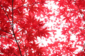 もみじ　紅葉　秋　赤　楓　美しい　綺麗　見事