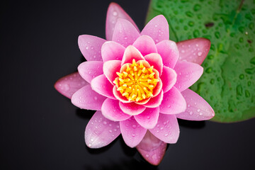 A macro of a pink water lily
