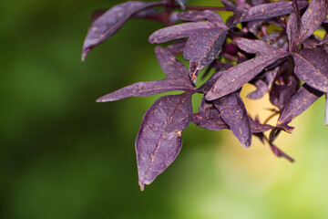 Leaves of blackie sweet potato in a garden