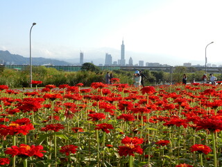 花と青空　flowers in the park