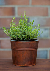 Golden thyme plant in a metal pot on a wooden table on a brick wall background.

