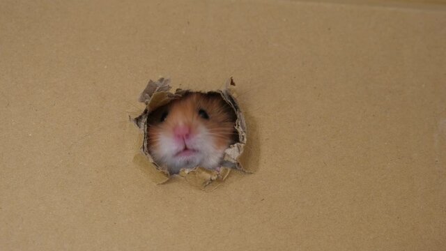 cute hamster peeking out holes in a cardboard box