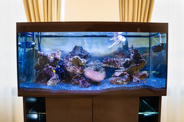 a large aquarium in the interior. fish - pets. pet store 