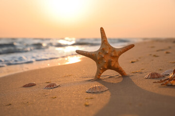 Fototapeta na wymiar Sunlit sandy beach with sea star and shells at sunset