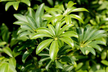 Edible-stemmed vine or schefflera leucantha tree on nature background.