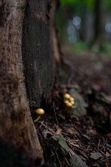 wild growing poisonous mushrooms in the forest. Closeup.