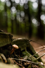 wild growing poisonous mushrooms in the forest. Closeup.