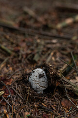 wild growing poisonous mushrooms in the forest. Closeup.