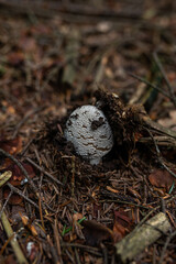 wild growing poisonous mushrooms in the forest. Closeup.