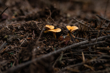wild growing poisonous mushrooms in the forest. Closeup.