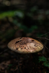 wild growing poisonous mushrooms in the forest. Closeup.