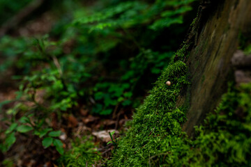 wild growing poisonous mushrooms in the forest. Closeup.